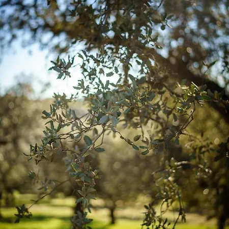 Desconecta2 By Vicoba 5* モネステリオ