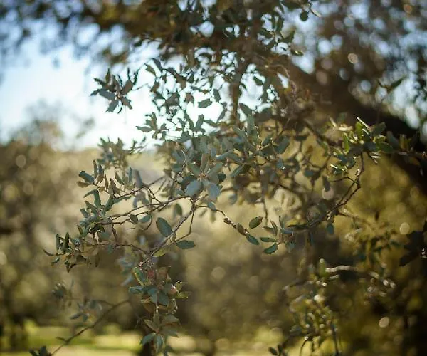 Desconecta2 By Vicoba 5* Монестерио